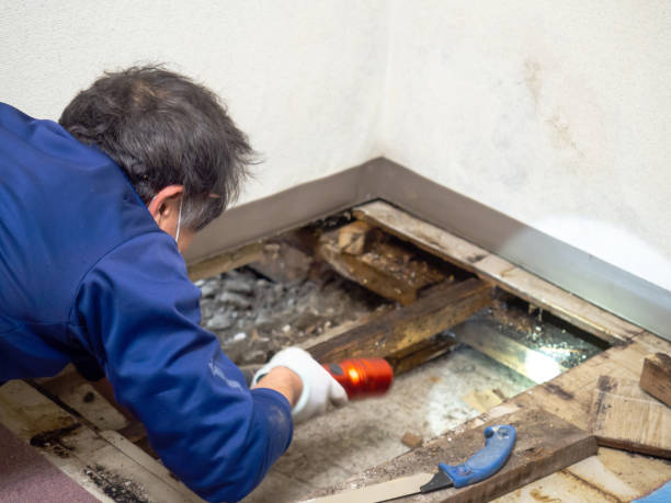 Best Black Mold Remediation in Magnolia, NC