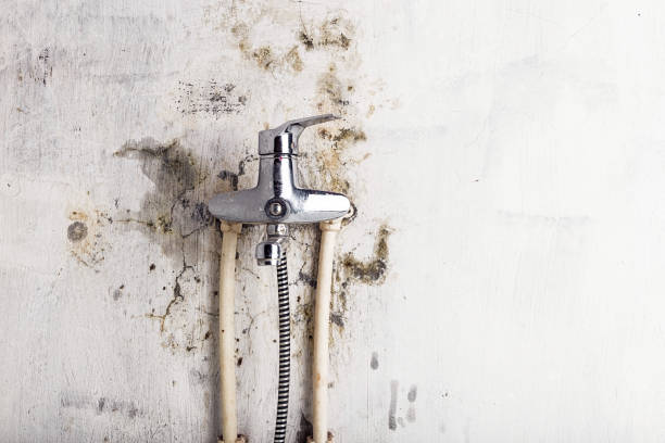 Best DIY Mold Remediation Support Services in Magnolia, NC
