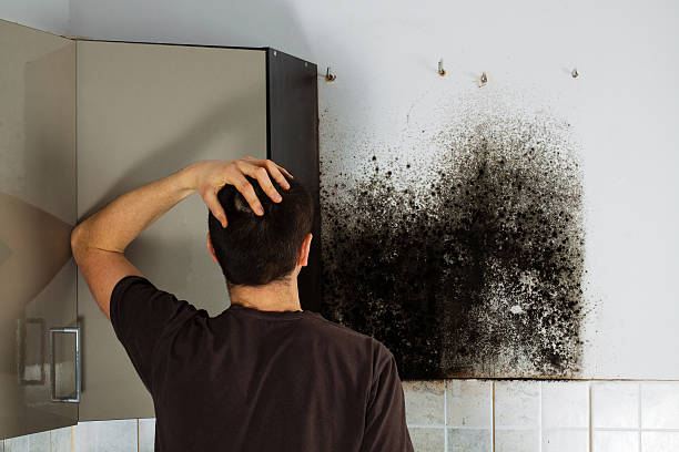 Best Residential Mold Remediation in Magnolia, NC