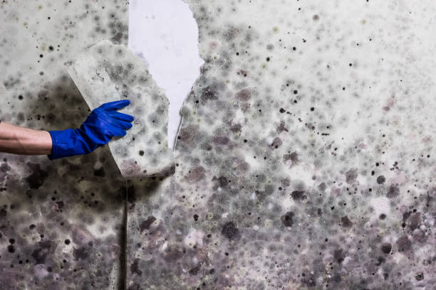 Best Emergency Mold Remediation in Magnolia, NC