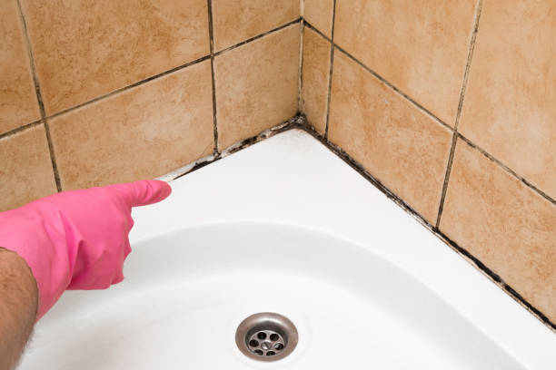 Best Black Mold Remediation in Magnolia, NC